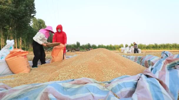 Luannan County Provincie Hebei China Juni 2020 Boeren Zakken Tarwe — Stockvideo
