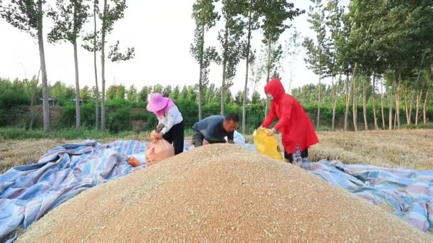 Luannan County Provinz Hebei China Juni 2020 Bauern Tüten Weizen — Stockvideo