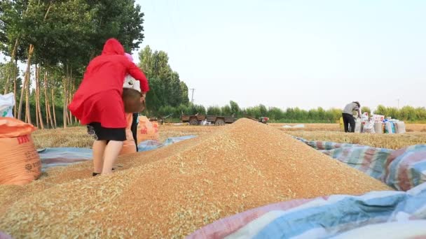 Luannan County Provincie Hebei China Juni 2020 Boeren Zakken Tarwe — Stockvideo