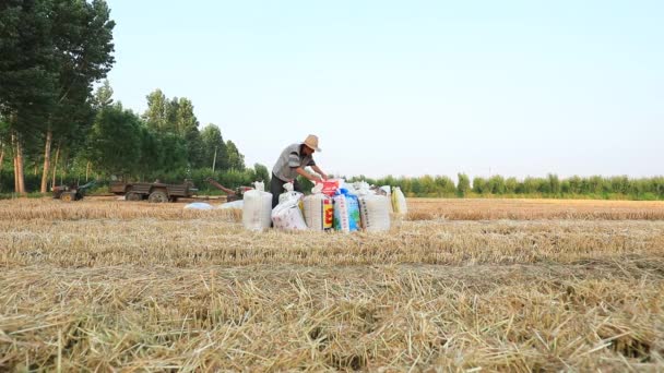 Luannan 카운티 허베이성 2020 농부들은 현장에서 자루에 넣습니다 — 비디오
