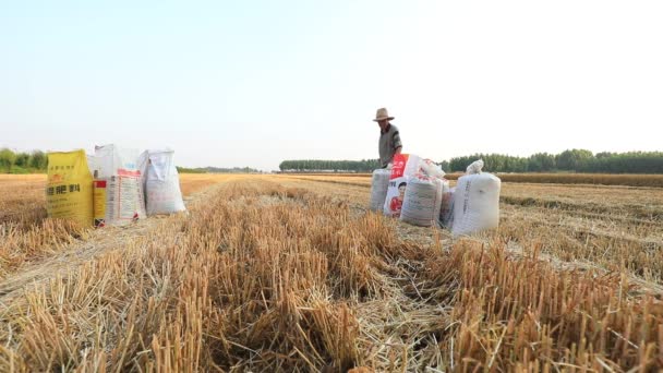 Kraj Luannanu Prowincja Hebei Chiny Czerwca 2020 Rolnicy Uprawiają Pszenicę — Wideo stockowe