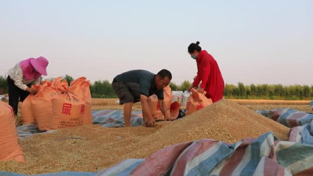Luannan County Επαρχία Hebei Κίνα Ιουνίου 2020 Αγρότες Συσκευάζουν Σιτάρι — Αρχείο Βίντεο