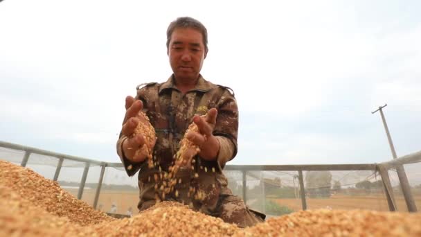 Luannan County Provincie Hebei China Juni 2020 Boeren Kijken Naar — Stockvideo
