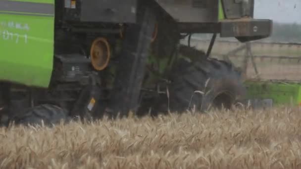 High Speed Harvester Wheat Field North China — Stock Video
