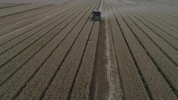 Erntehelfer Ernten Weizen Auf Den Feldern Nordchina — Stockvideo