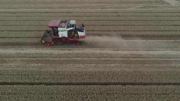農場で小麦を収穫する収穫者 中国北部 — ストック動画