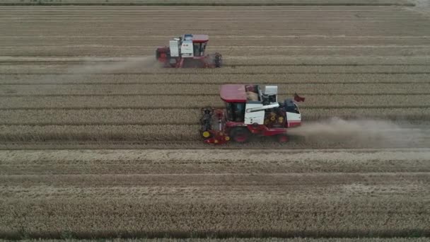 Збирачі Збирають Пшеницю Полях Північний Китай — стокове відео