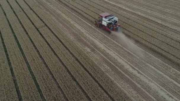 Збирачі Збирають Пшеницю Полях Північний Китай — стокове відео