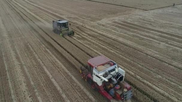 農場で小麦を収穫する収穫者 中国北部 — ストック動画