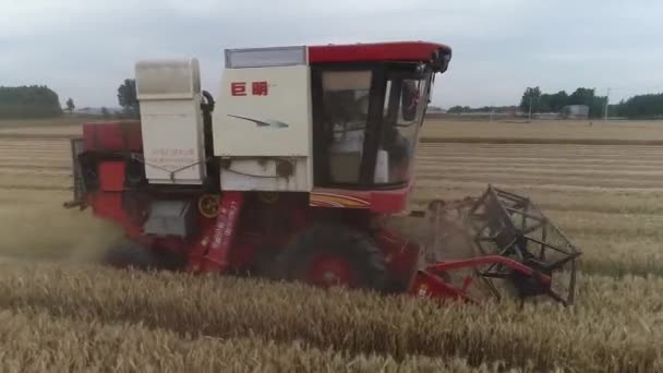Harvesters Harvest Wheat Fields North China — Stock Video