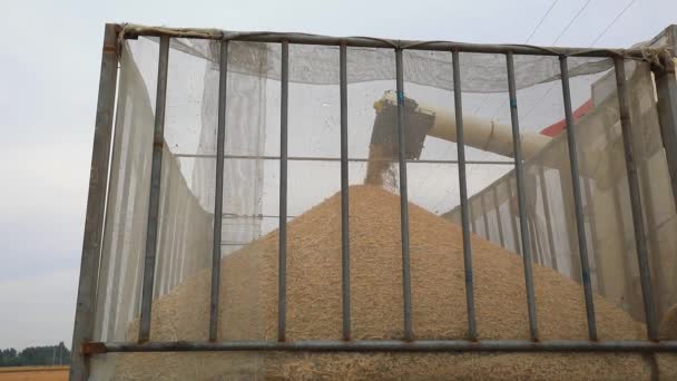 Die Erntemaschine Kippt Weizen Auf Die Felder Nordchina — Stockvideo