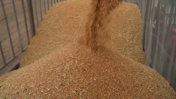 Сборщик Урожая Сбрасывает Пшеницу Поля Северный Китай — стоковое видео