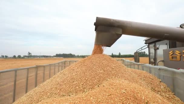 收割机正把小麦倒在中国北方的田里 — 图库视频影像