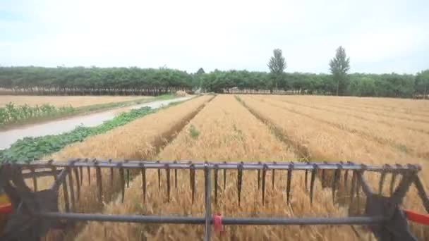 在中国北方 收割者正在田里收割小麦 — 图库视频影像