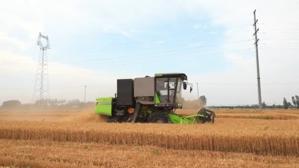 Harvesters Harvest Wheat Fields North China — Stock Video