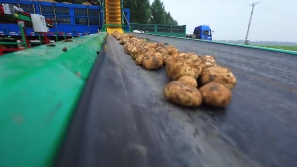 Πατάτες Είναι Στον Ιμάντα Μεταφοράς Στο Αγρόκτημα Βόρεια Κίνα — Αρχείο Βίντεο