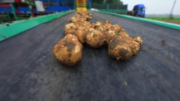 Batatas Estão Correia Transportadora Fazenda Norte China — Vídeo de Stock