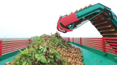 Çiftçiler Kuzey Çin 'deki tarlalarda patates toplamak için tarımsal makineler kullanıyorlar.
