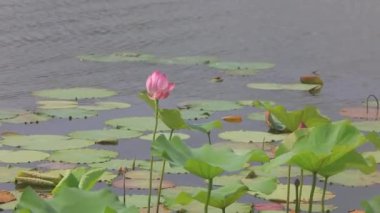 Lotus rüzgarda sallanıyor, Kuzey Çin