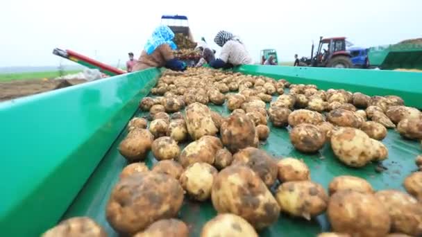 Aardappelen Zitten Transportband Boerderij Noord China — Stockvideo