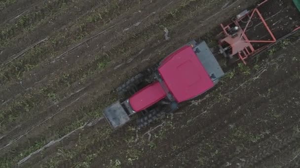 Agricultores Usam Máquinas Agrícolas Para Colher Batatas Campo Foto Aérea — Vídeo de Stock