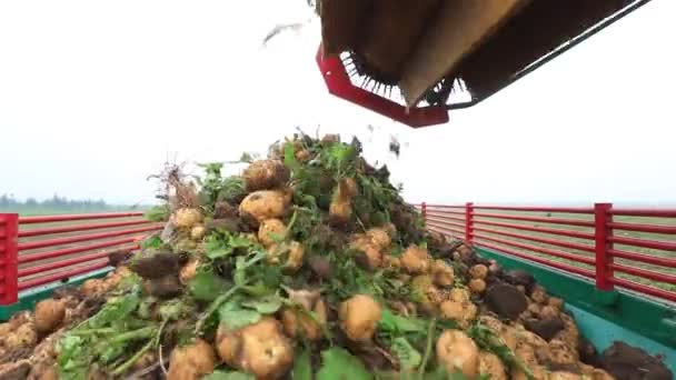 Agricultores Usam Máquinas Agrícolas Para Colher Batatas Nos Campos Norte — Vídeo de Stock