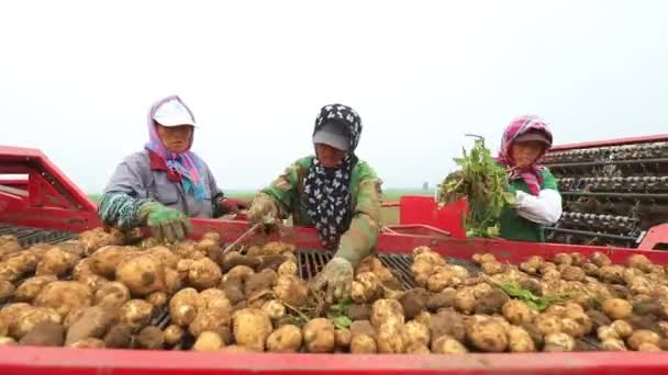 Luannan County Provincie Hebei China Juli 2020 Arbeiders Ruimen Bij — Stockvideo
