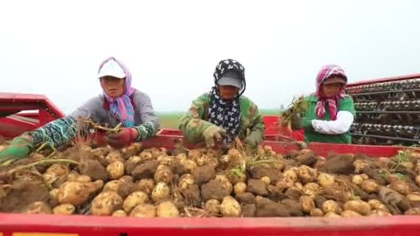 Luannan County Provincie Hebei China Juli 2020 Arbeiders Ruimen Bij — Stockvideo