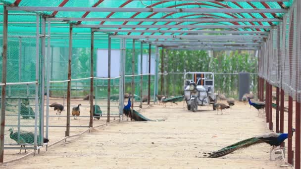 Państwo Luannskie Prowincja Hebei Chiny Lipca 2020 Pracownicy Sprzątający Gospodarstwie — Wideo stockowe
