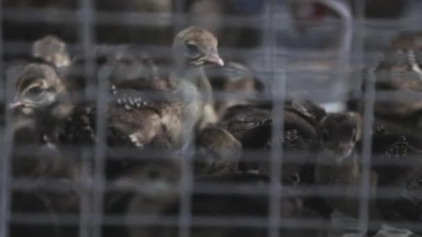 Den Nyfödda Påfågeln Det Konstanta Temperaturrummet Norra Kina — Stockvideo