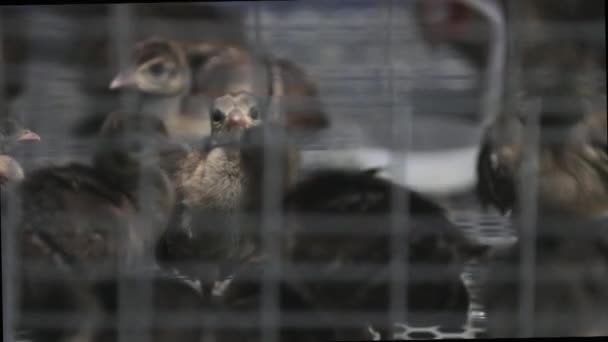 这只新出生的孔雀在中国北方恒温室里 — 图库视频影像