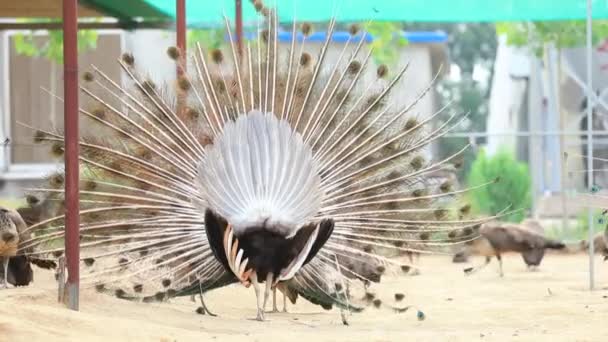 Peacocks Met Uitgestrekte Vleugels Boerderij Noord China — Stockvideo