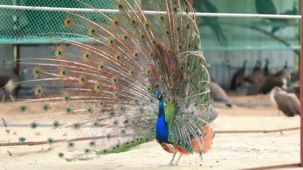 Peacocks Met Uitgestrekte Vleugels Boerderij Noord China — Stockvideo