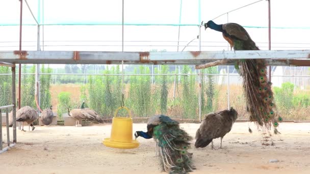 Peacocks Boerderijen Noord China — Stockvideo