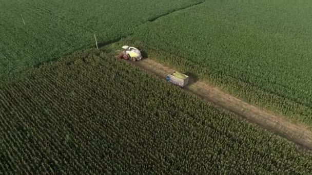 Збирання Зеленої Кукурудзи Полі Північний Китай — стокове відео