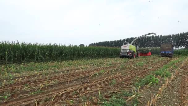 中国北方农场的收割者正在收获青贮玉米 — 图库视频影像