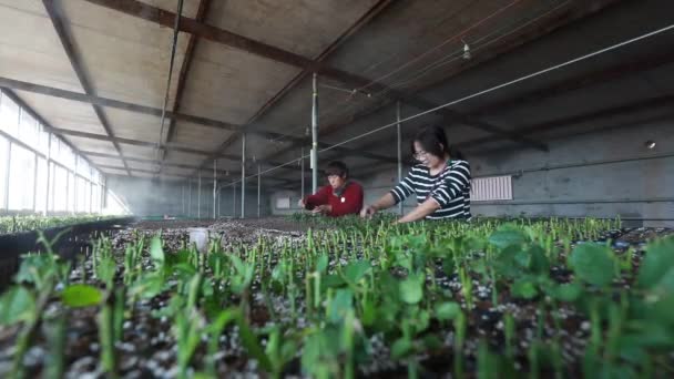 Luannan County Hebei Eyaleti Çin Eylül 2020 Botanik Bahçelerinde Gül — Stok video