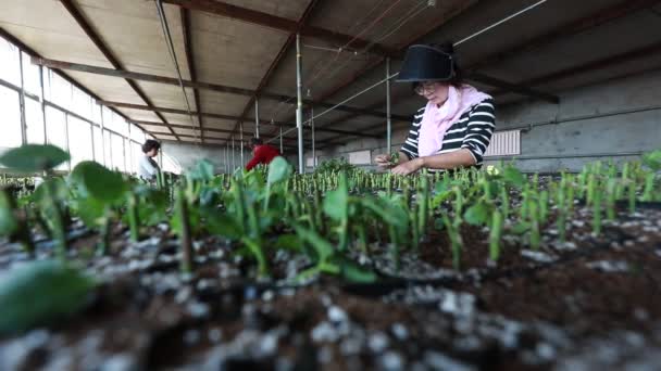 Luannan County Província Hebei China Setembro 2020 Jardineiras Sexo Feminino — Vídeo de Stock