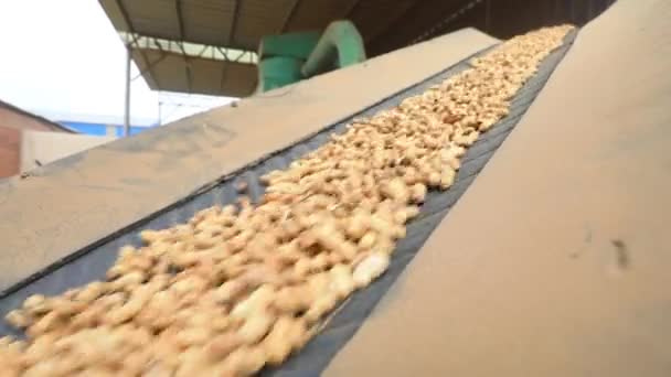 Peanuts Conveyor Belt North China — Stock Video