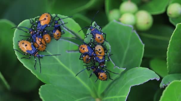 Stinkande Insekt Vilda Växter Norra Kina — Stockvideo
