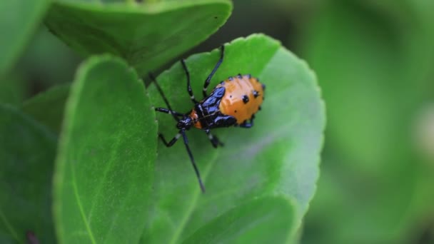 Kuzey Çin Deki Yabani Bitkilerde Pis Kokulu Böcek — Stok video