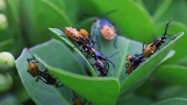 Kuzey Çin Deki Yabani Bitkilerde Pis Kokulu Böcek — Stok video