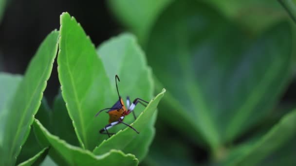 Stink Bug Wild Plants North China — Stock Video