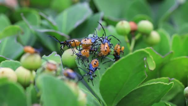 Stinkande Insekt Vilda Växter Norra Kina — Stockvideo