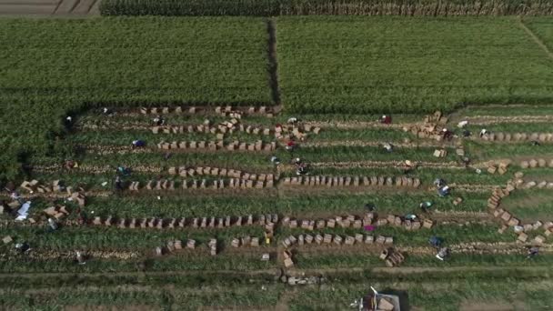Rolnicy Używają Maszyn Rolniczych Zbioru Imbiru Farmie Północnych Chinach — Wideo stockowe
