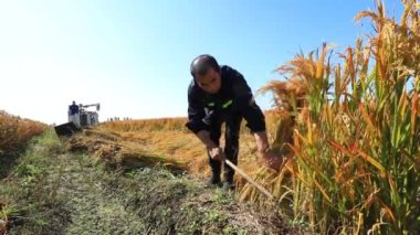 LUANNAN COUNTY, Hebei Eyaleti, Çin - 12 Ekim 2020: çiftçiler çiftliklerinde pirinç hasat etmek için hasatçılar kullanır