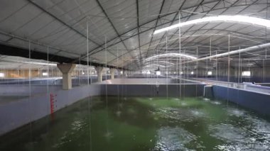 Kuzey Çin 'deki bir çiftlikte, deniz suyu fabrikası su ürünleri atölyesi.
