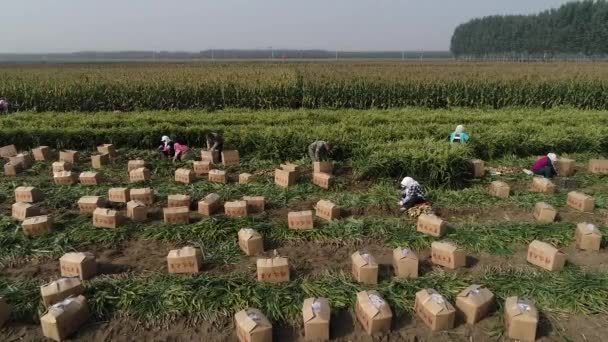 在中国北方的一个农场 农民们用农业机械收割生姜 — 图库视频影像