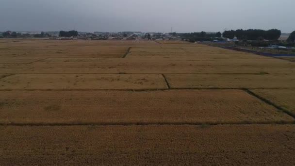 Dojrzały Ryż Farmie Zdjęcie Powietrza Północne Chiny — Wideo stockowe