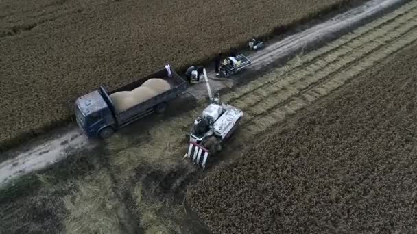 Die Erntemaschine Erntet Reis Auf Dem Feld Nordchina — Stockvideo